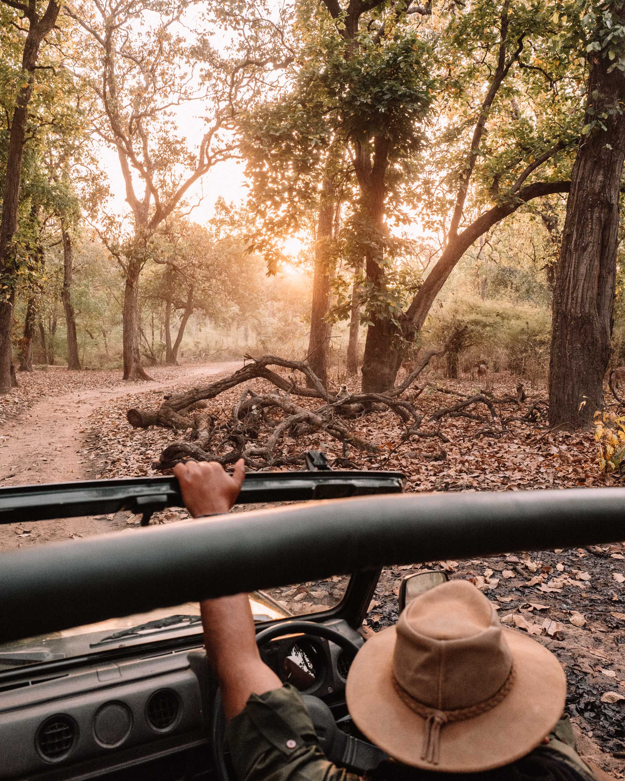 On a Tiger Safari in Ranthambore National Park, India via Find Us Lost