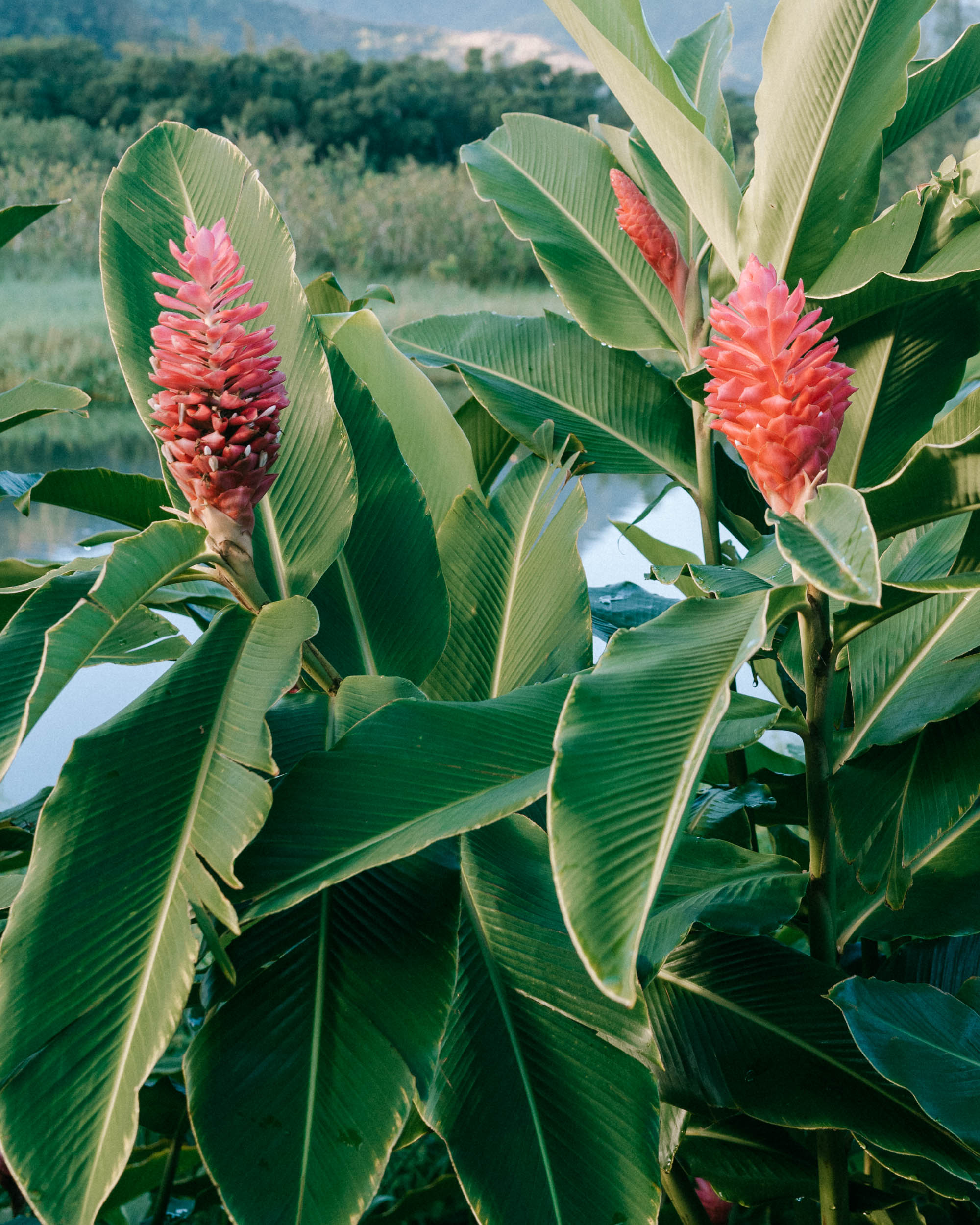 flowers in kauai